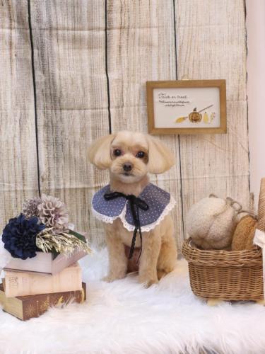 20241003ショコラくん